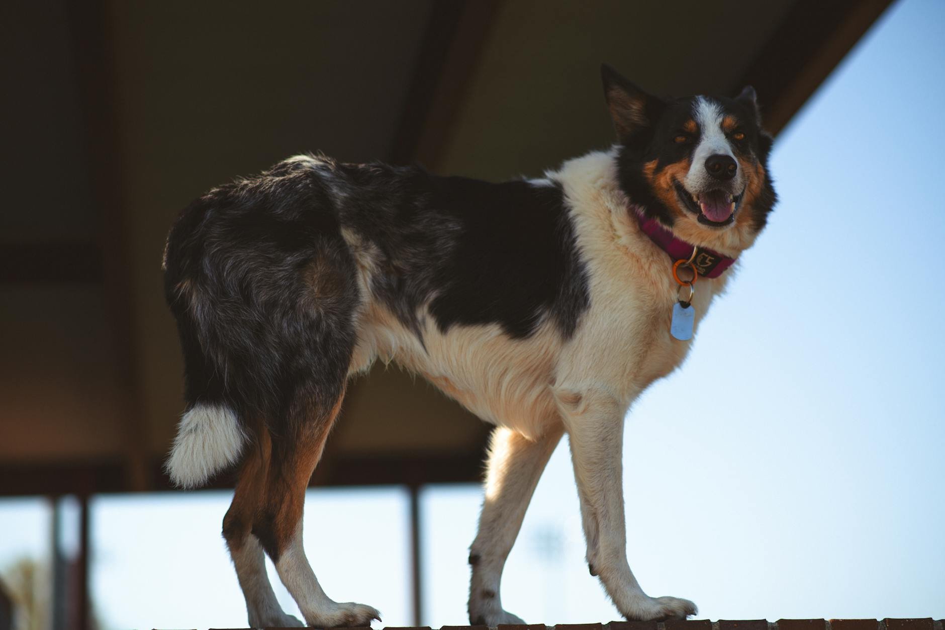 Collier réglable pour chien