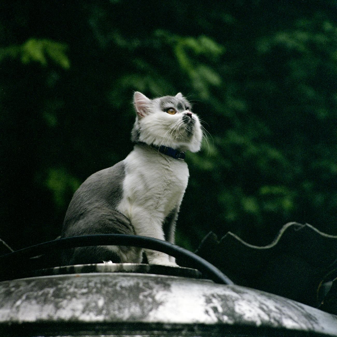 Sac de transport pour animaux